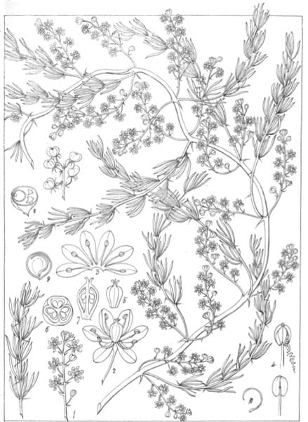 Asparagus racemosus, Shatavari